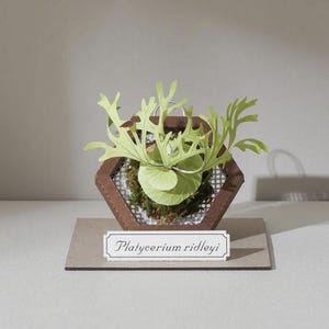 Op de afbeelding: Een miniatuur Platycerium ridleyi plant in een zeshoekige houten lijst met een gaas achterkant. De plant heeft lichtgroene, papierachtige bladeren en is gemonteerd op een kleine, rechthoekige houten basis. Een label leest "Platycerium ridleyi."