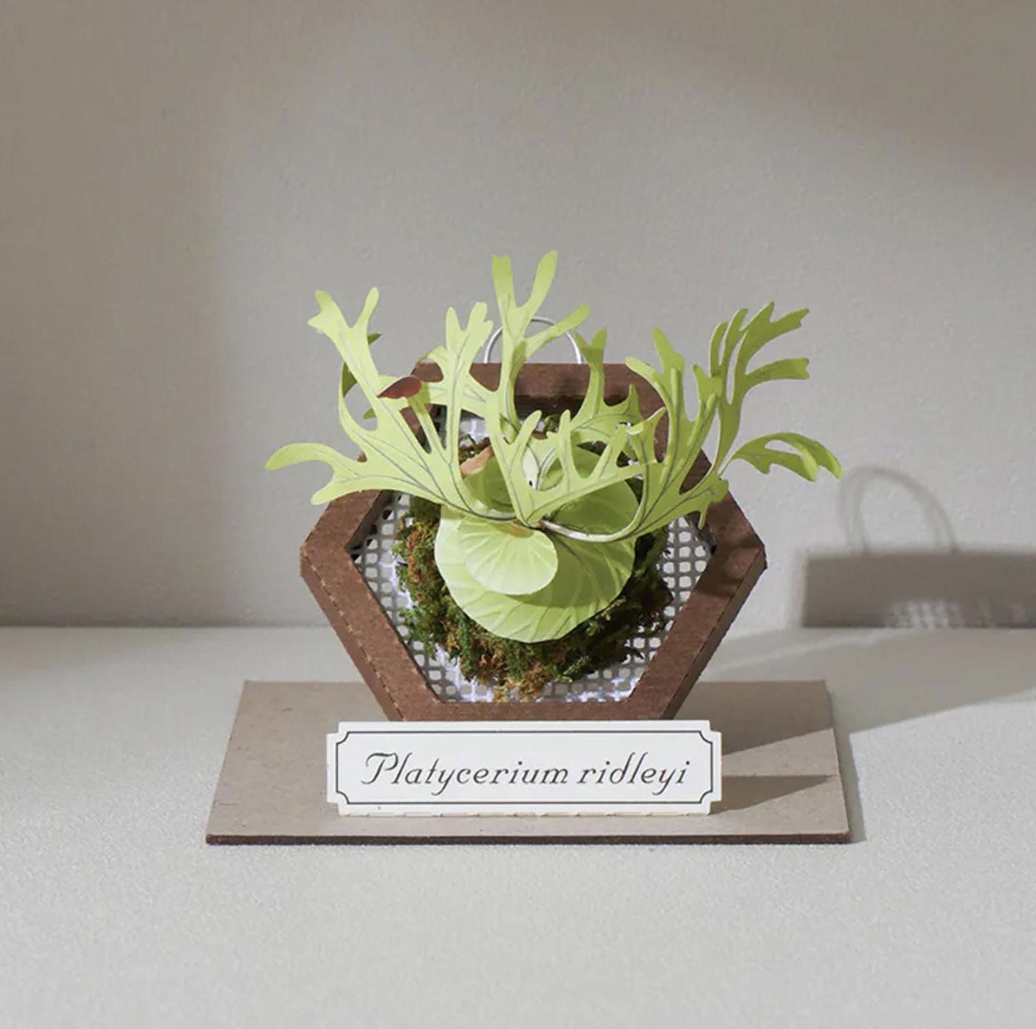 Miniature Ridley's Staghorn Fern Paper Craft Kit: DIY Platycerium