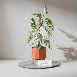 Monstera Origami - Etsy