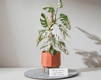 Miniatur Monstera Deliciosa Papierbausatz: div. Borsigiana Albo Variegated, DIY Papier Zimmerpflanze für Pflanzenliebhaber und Wohnkultur