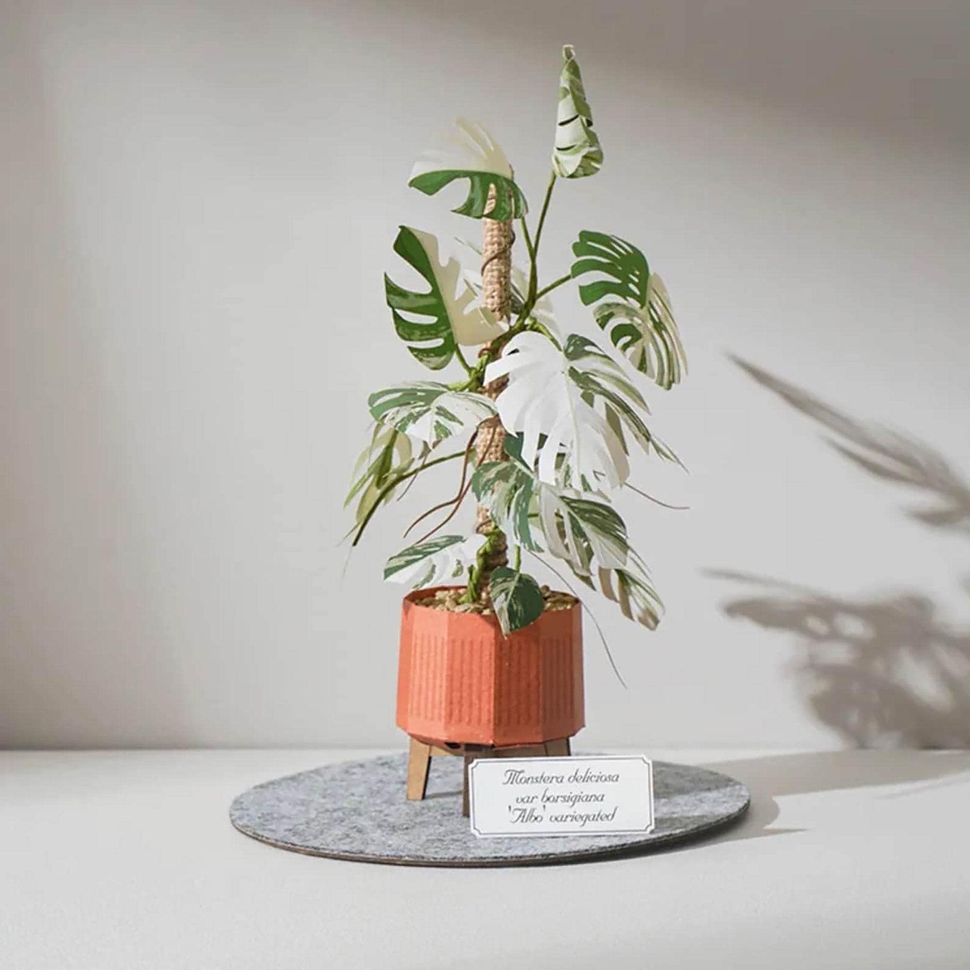 black cardinal philodendron size Philodendron Black Cardinal Variegated – Rare Big Plant – FloristaPearl  Garden main image 0