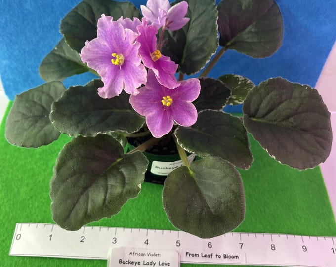 Buckeye Lady Love African Violet – Huge 2 inch Pink Flowers - Actual Plant - 3 inch pot