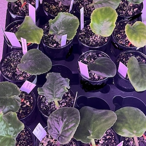 May include: A collection of small potted African violet plant starts arranged in a black plastic nursery tray. Each plant features fuzzy, dark green, heart-shaped leaves and is accompanied by a white plastic plant marker for identification.