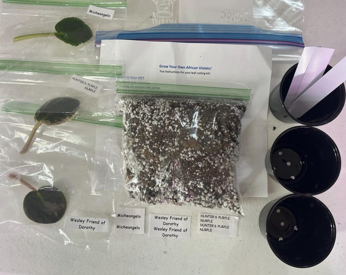 African Violet 3 Leaf Propagation Kit – Complete Beginner Friendly DIY Plant Project for All Ages