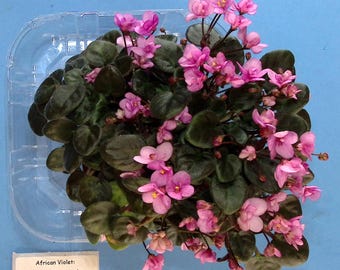 Semi-miniature Leaf cutting bundle - 5 varieties