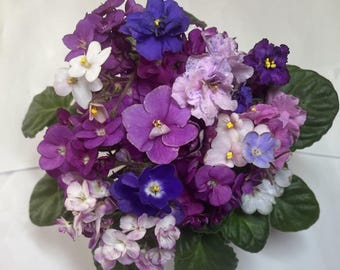 African Violet Seed Growing Kit | 50 Plus Seeds | Mixed Colors Green Leaf Standard  |  DIY Indoor Flower Growing |  Real Saintpaulia Seeds