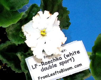 LF-Raechka white sport African Violet – Variegated Foliage –  3” Pot – Actual Plant Shown