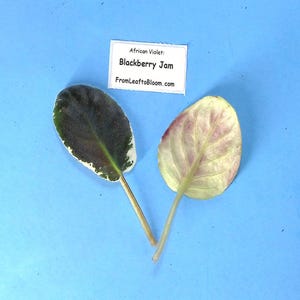 May include: Two African Violet leaves labeled Blackberry Jam from FromLeaftoBloom.com. One leaf is dark purple with white variegated edges, while the other is a pale, light green with a subtle pinkish tint on the underside, both featuring stems.