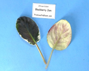 African Violet Leaf Cuttings  2 Leaves Each Type- Named Varieties -You chose