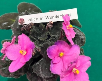 Alice In Wonderland African Violet – Standard Green Foliage –  3” Pot – Actual Plant Shown