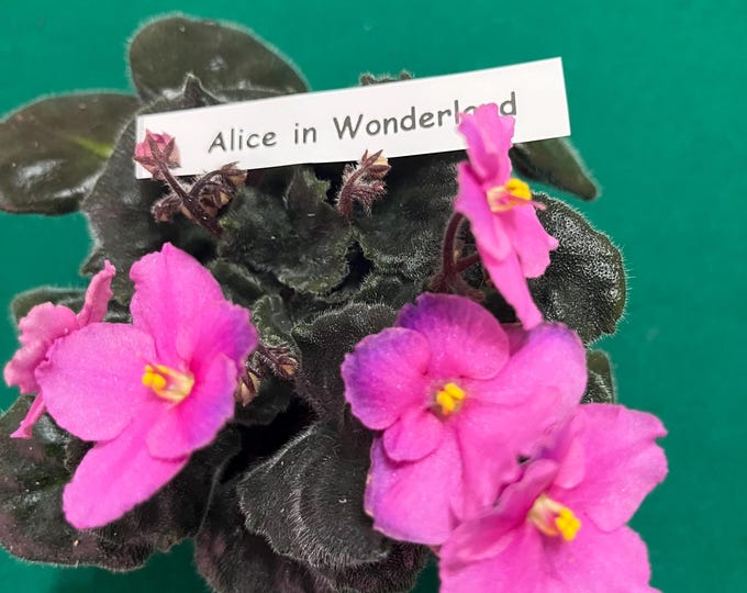 Alice In Wonderland African Violet – Standard Green Foliage –  3” Pot – Actual Plant Shown