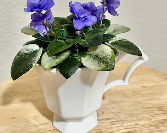 Rob’s Argyle Socks African Violet – Blooming Variegated Semi-Mini Live Houseplant