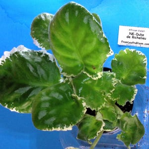 May include: An African Violet plant with variegated green and white leaves, featuring a ruffled edge texture. A small white rectangular tag is included with the text: African Violet: NK-Duke de Richelieu FromLeaftoBloom.com.