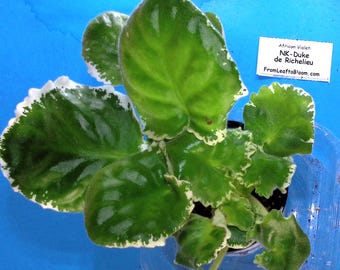 NK-Duke de Richelieu – Russian Variety Large Flowers –  3” Pot – Actual Plant Shown
