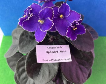 Leaf Cuttings Optimara Maui African Violet – Standard Deep Foliage Large Flowers Houseplant