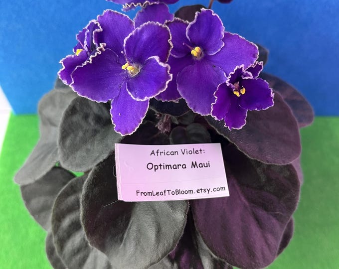 Leaf Cuttings Optimara Maui African Violet – Standard Deep Foliage Large Flowers Houseplant