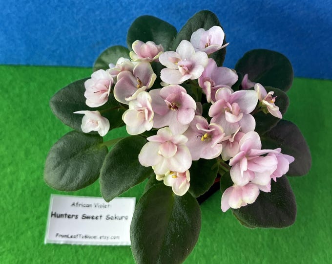 Hunter's Sweet Sakura Blooming African Violet – Semi-Miniature Plant – Potted – Actual Live Plant Shown
