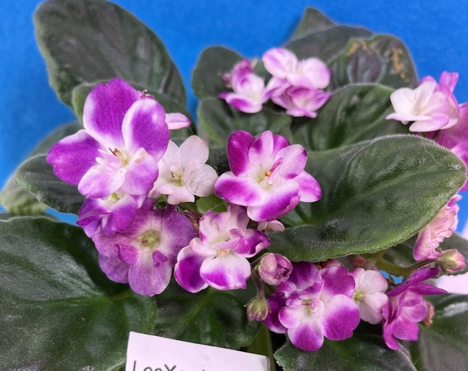 LooXo Amazing – Standard Green Foliage –  3” Pot – Actual Plant Shown