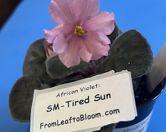 SM-Tired Sun African Violet – Dark green Foliage –  3” Pot – Actual Plant Shown