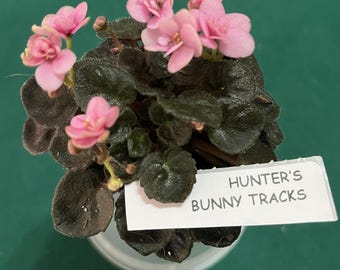 Hunter's Bunny Tracks African Violet – Semi-Miniature Plant –  3” Pot – Actual Plant Shown