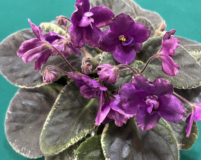 Blackberry Jam African Violet – Variegated Foliage –  ~3” Pot – Actual Plant Shown