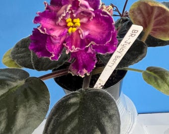 Live House Plant African Violet Harmony's 'RS Schavo' 'RS Zhabo