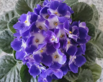 Leaf Cuttings Optimara Michelangelo African Violet –  Standard Blue White Centers Flowers Houseplant