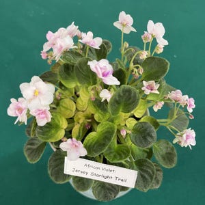 May include: An African Violet plant, variety Jersey Starlight Trail, featuring numerous pale pink and white flowers with yellow centers. The plant has dark green, fuzzy, rounded leaves and a white rectangular label with the text African Violet: Jersey Starlight Trail.