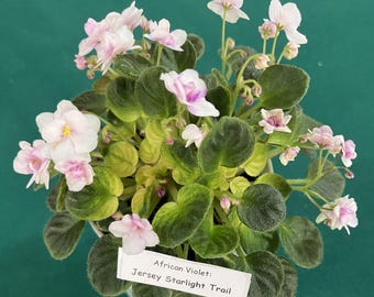 Jersey Starlight Trail African Violet – Golden Crowns Small Trailing Plant - Actual Plant Shown - 3 inch pot