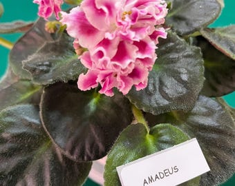 Leaf Cuttings African Violet-Standard Varieties-Choose Your Favorites