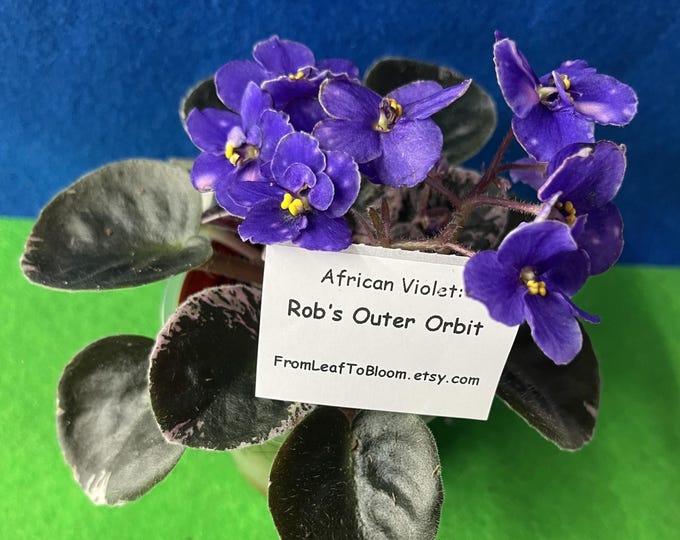 Leaf Cuttings African Violet-Semi-miniature Varieties-Choose Your Favorites