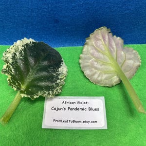 May include: Two African Violet leaves with stems, one dark green with white variegated edges and one pale purple with visible veins. A white rectangular label reads: African Violet: Cajun's Pandemic Blues FromLeafToBloom.etsy.com.