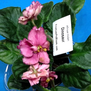 May include: An African Violet plant with ruffled pink flowers featuring darker pink edges and yellow centers. The plant has dark green, fuzzy, rounded leaves and includes a white rectangular plant marker with the text African Violet: Dinosaur.