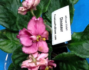 Dinosaur  African Violet – Standard Dark Green Foliage –  3” Pot – Actual Plant Shown