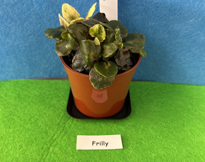 Frilly–  African Violet Miniature Plant – ~3” Pot Great for Terrariums – Actual Plant Shown