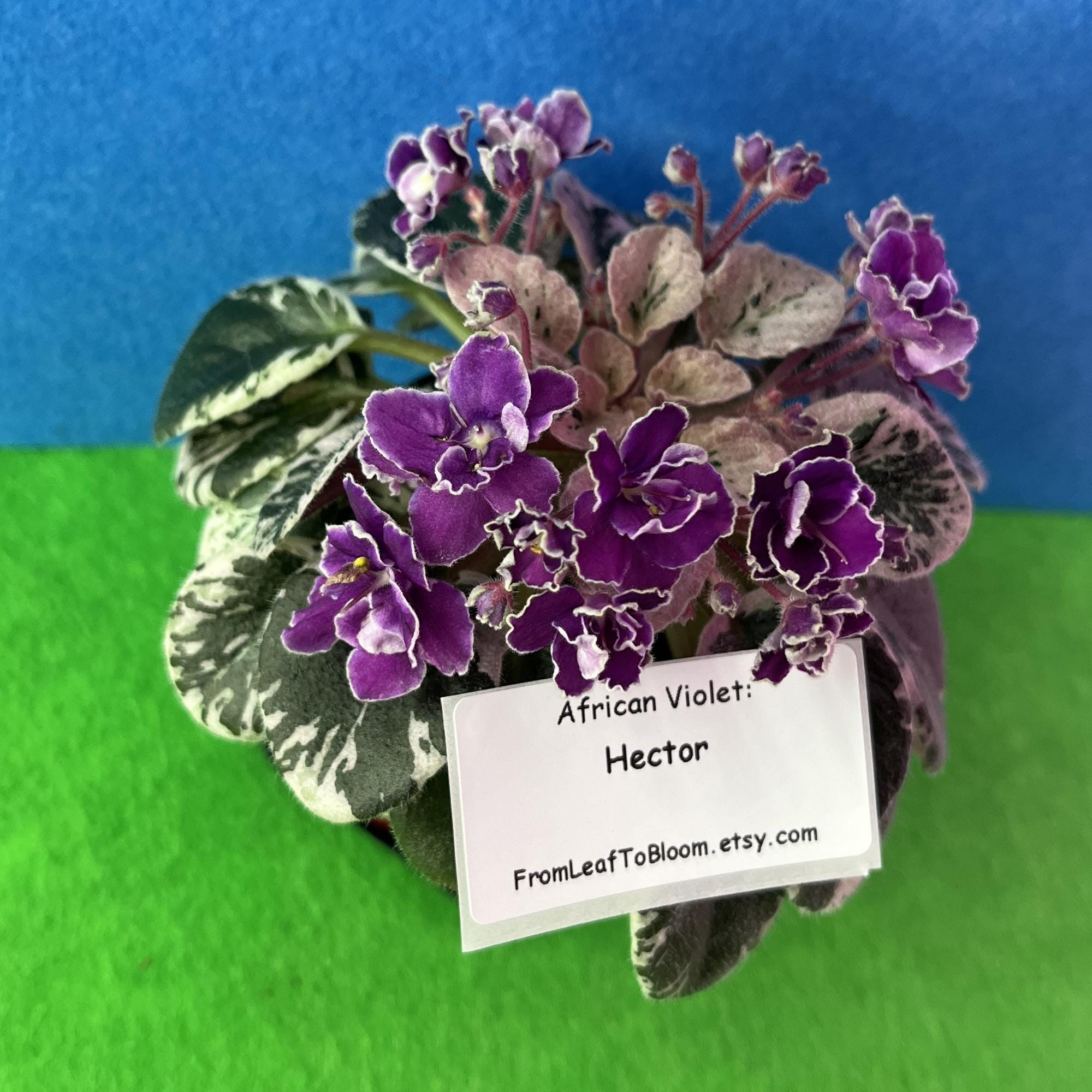 Leaf Cuttings Hector African Violet – Variegated Foliage Semi
