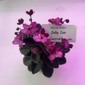 May include: An African Violet plant with dark green, rounded leaves and multiple vibrant purple flowers. A white rectangular plant marker is inserted into the foliage, clearly displaying the text: African Violet: Jolly Jan fromLeaftoBloom.com.