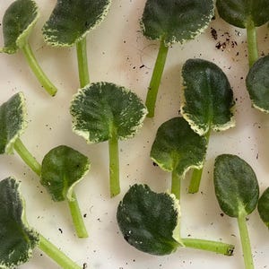 May include: A collection of African violet leaves with stems, each featuring dark green foliage with a distinct creamy white variegated edge. The leaves are arranged in a scattered pattern, displaying a fuzzy texture and rounded, heart-like shapes.