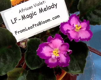 LF-Magic Melody African Violet – Green Foliage Standard –  3” Pot – Actual Plant Shown