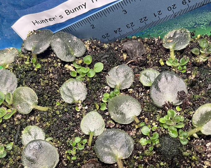 Leaf Cutting Plugs Hunter's Bunny Tracks African Violet-Semi-miniature Variety