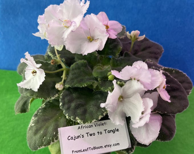 Cajun’s Two to Tangle Violet – Variegated Foliage –  3 inch Pot – Actual Plant Shown