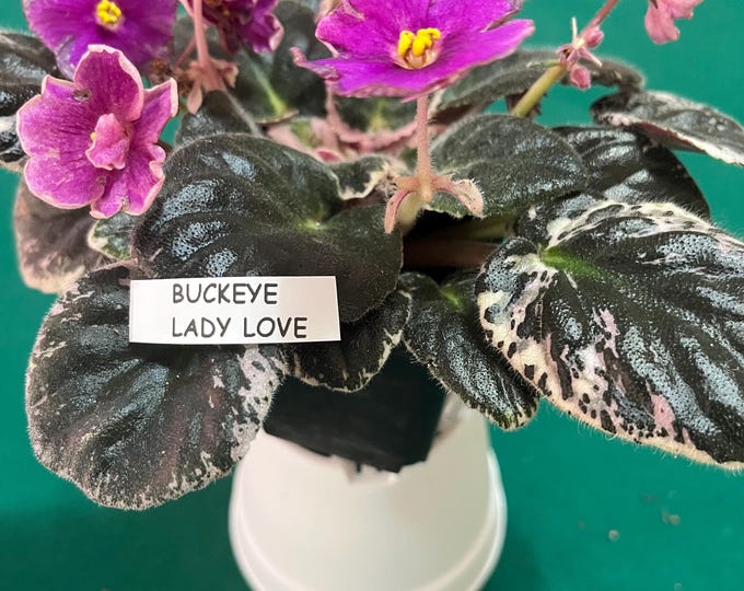 Buckeye Lady Love African Violet – Variegated Foliage –  3” Pot – Actual Plant Shown