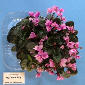 May include: An African Violet plant with numerous small pink flowers and dark green, rounded leaves. The plant is housed in a clear plastic container and accompanied by a white label reading: African Violet: Aly's Rosy Baby FromLeafToBloom.com.