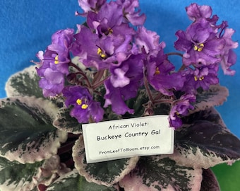 Buckeye Country Gal African Violet – Variegated Foliage –  3” Pot – Actual Plant Shown