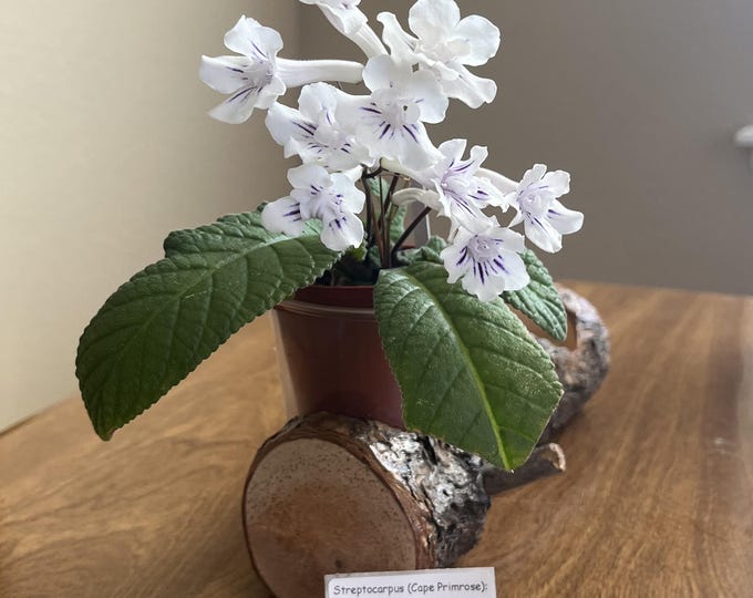Britstol's Lollipop Streptocarpus Plant Semi-miniature -Actual Plant shown
