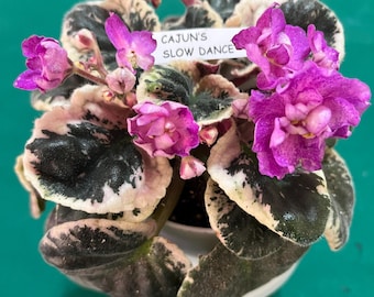 Cajun’s Slow Dance African Violet – Variegated Foliage –  3” Pot – Actual Plant Shown