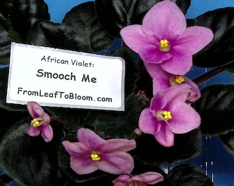 Smooch Me African Violet – Standard Dark Green –  3” Pot – Actual Plant Shown
