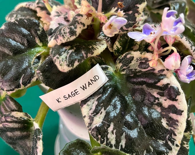 K's Sage Wand African Violet – Variegated Foliage –  3” Pot – Actual Plant Shown
