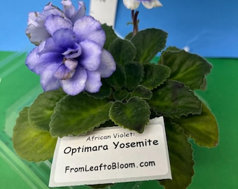 Optimara Yosemite African Violet – Green Foliage –  3” Pot – Actual Plant Shown