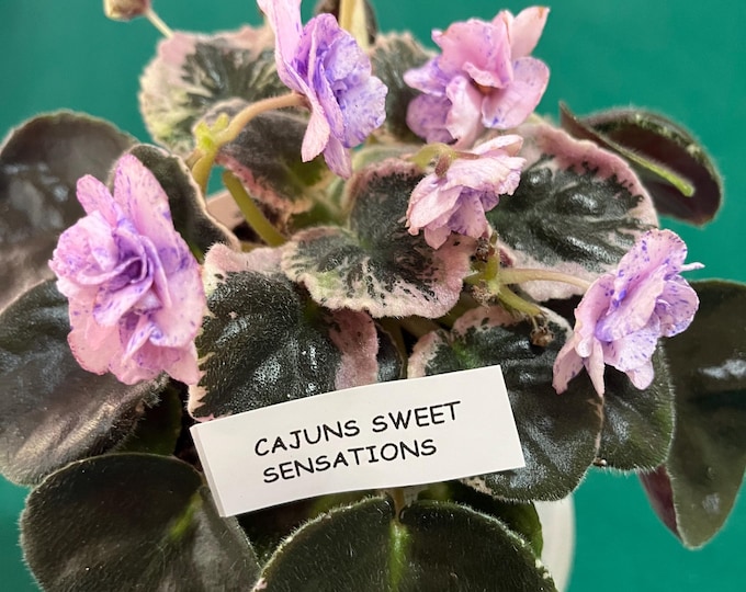 Cajun’s Sweet Sensations African Violet – Variegated Foliage –  3” Pot – Actual Plant Shown